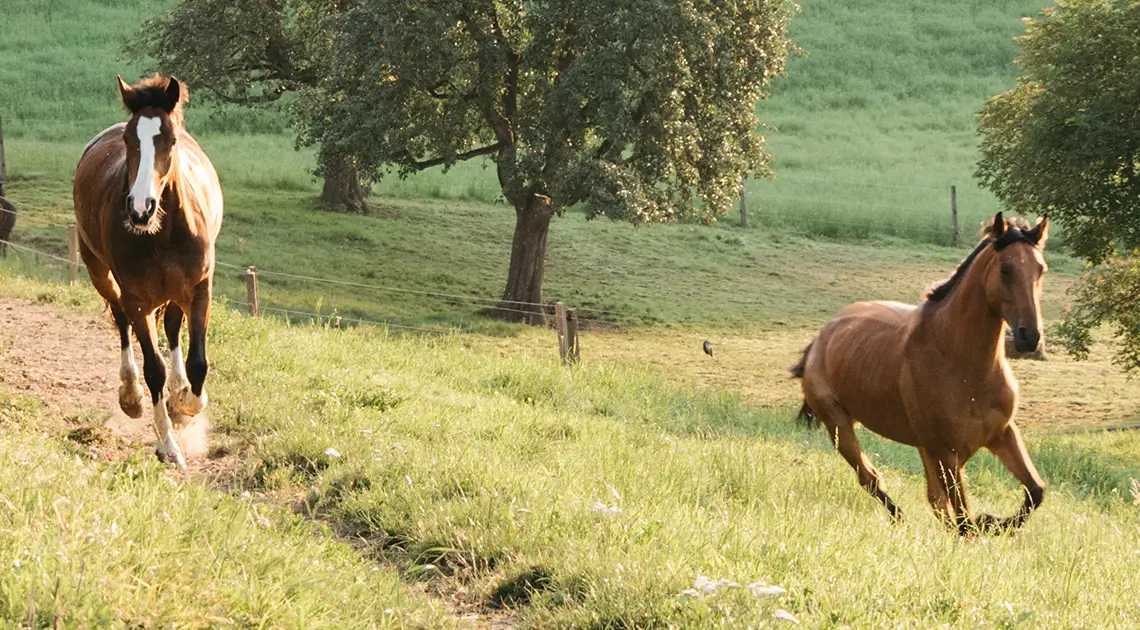 tannen-pferde-header-pferde-weide-springen-1140x630px
